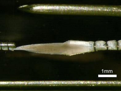 3 Tips For Attaching Muscle Fibers/Small Muscles to ASI Instruments
