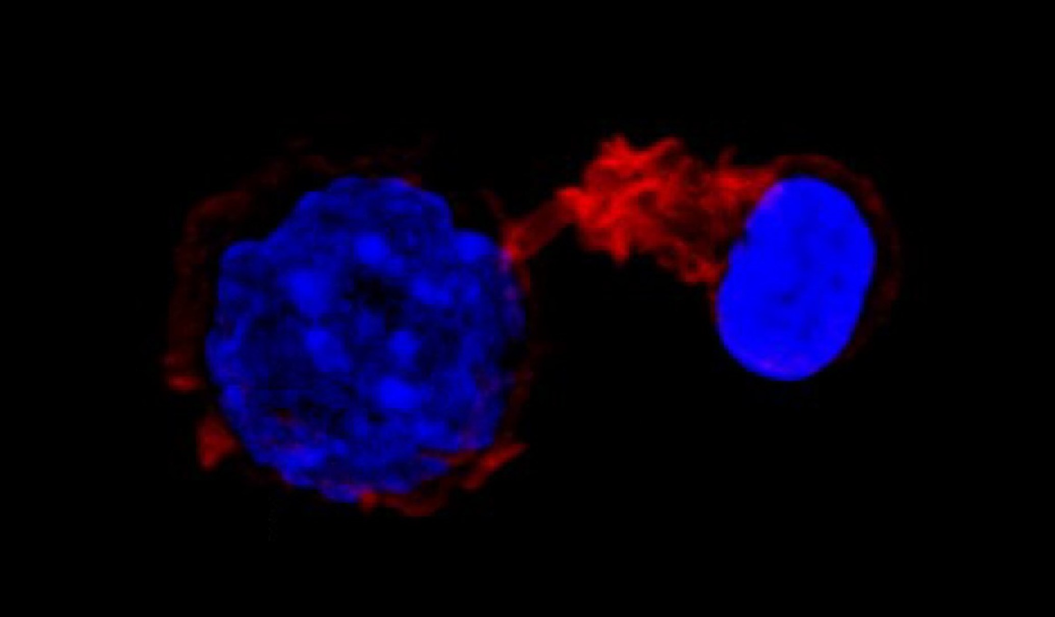 Cell Deformation and Mechanical Force Stimulation to Study Cellular Structure and Function