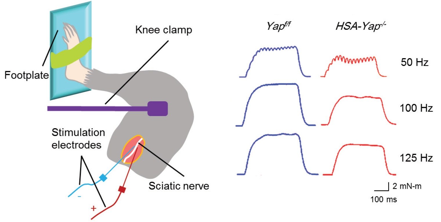 Characterizing Neuromuscular Function in Models of Aging, Mutation and Disease