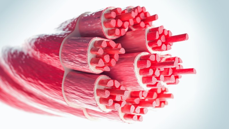 Functional Recovery of the Musculoskeletal System Following Injury