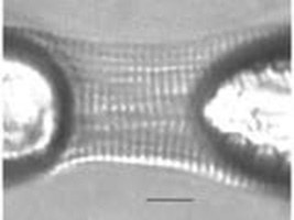 Glue - A Reliable Method to Attach a Myocyte to ASI Instruments