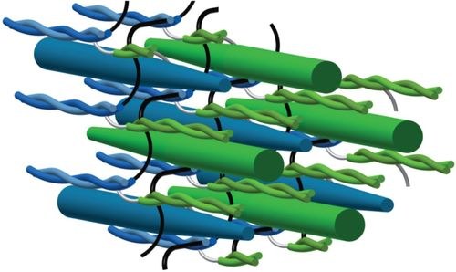 Improved Methods & Models for Comparative Muscle Physiology