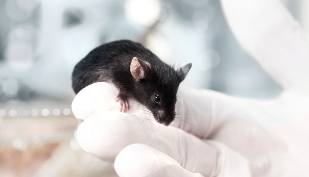 Mouse Models of Duchenne Muscular Dystrophy (DMD)