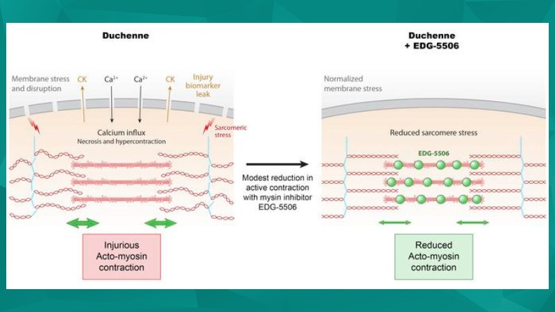 Recent Therapeutic Advances in Duchenne Muscular Dystrophy (DMD) Models