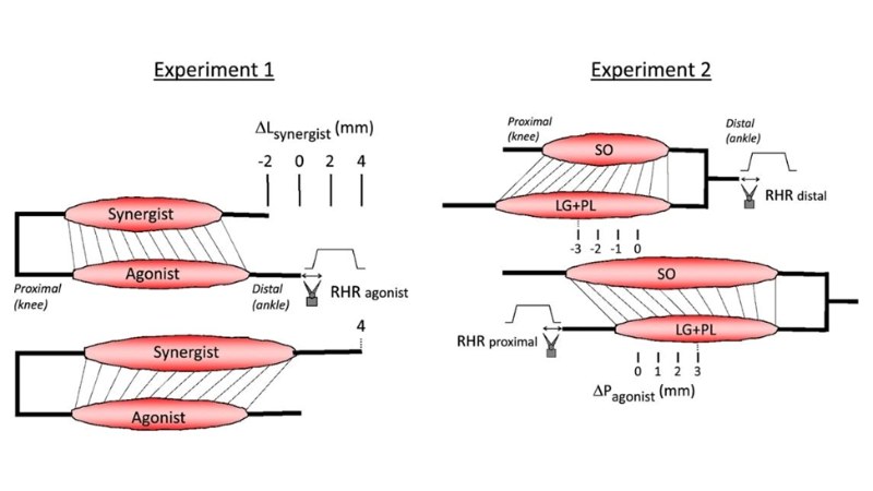 Sensory Encoding by Muscle Spindle Afferents