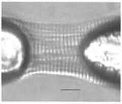 Tips and Tricks for Using the 1600A Permeabilized Myocyte System