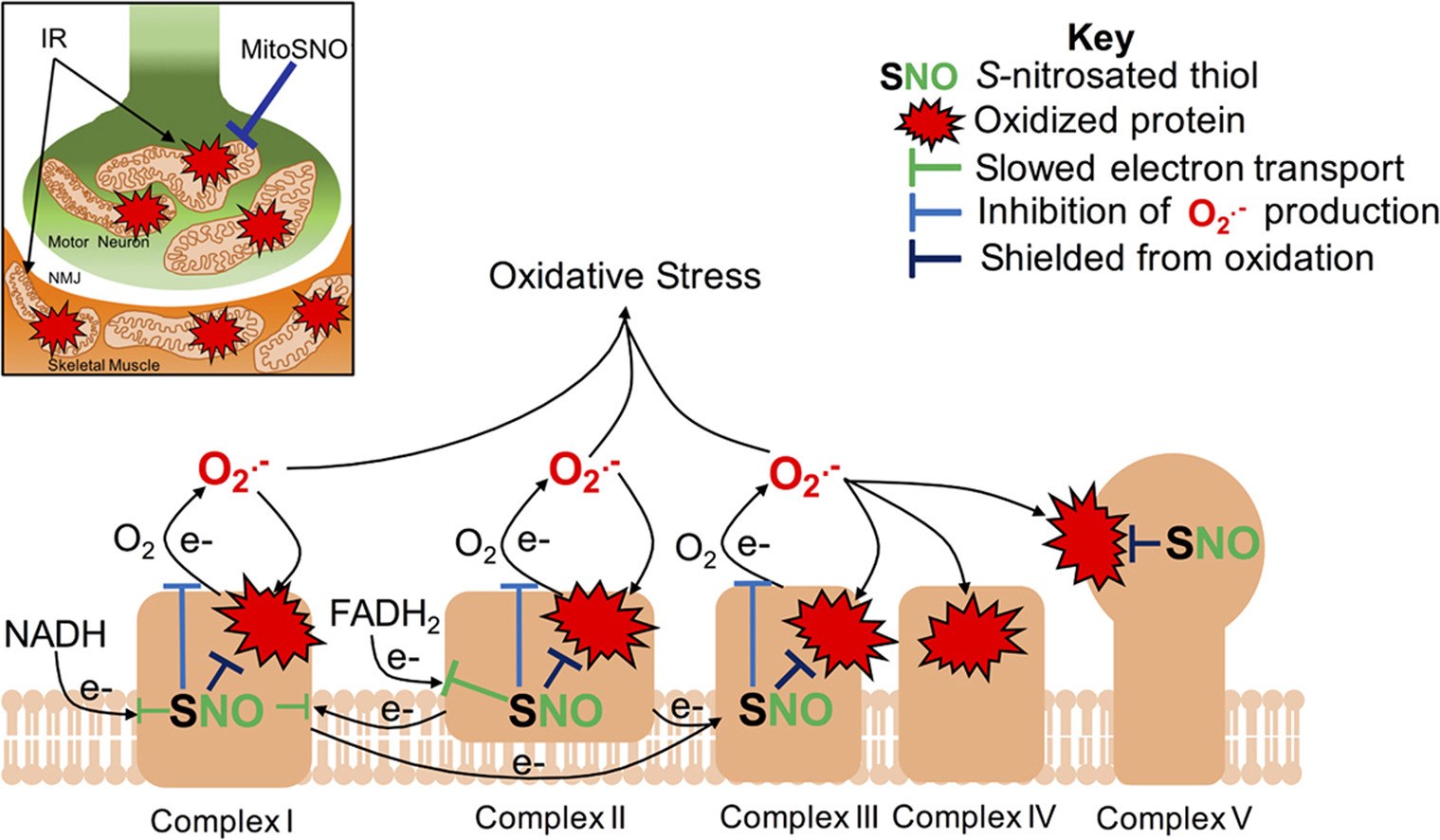 Varied Approaches to Study Ischemia/Reperfusion in Rodent Models