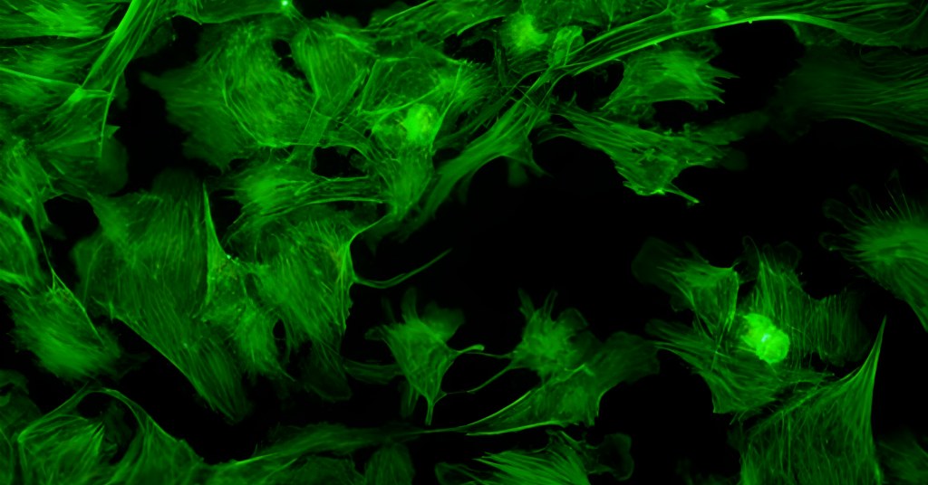 Fluorescent Biological Microscope Objectives: Principles, Functions, and Applications