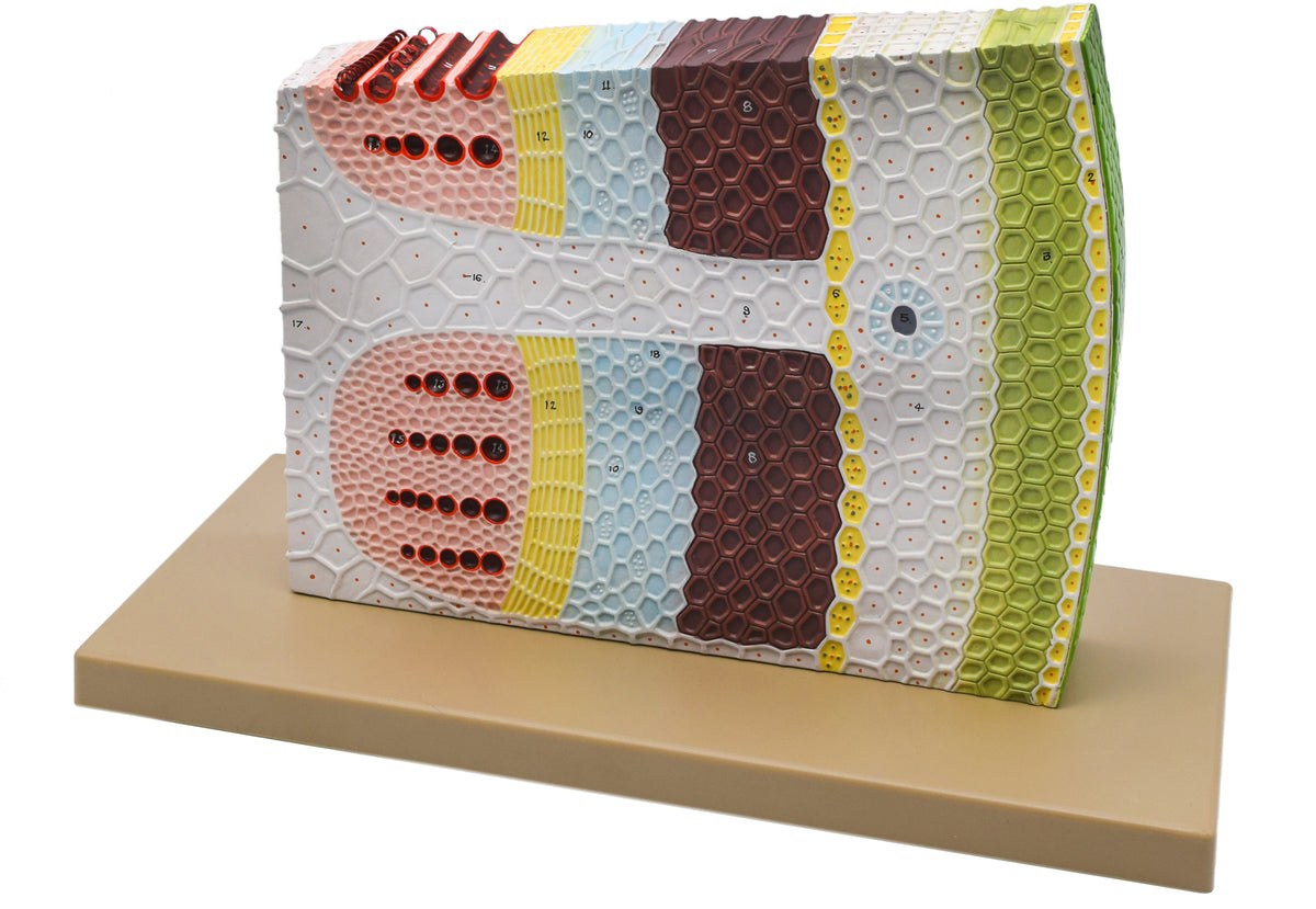 Dicot Stem Model, Three Dimensional, Transverse and Longitudinal Section View, with Hand Painted Details, Magnified - Mo