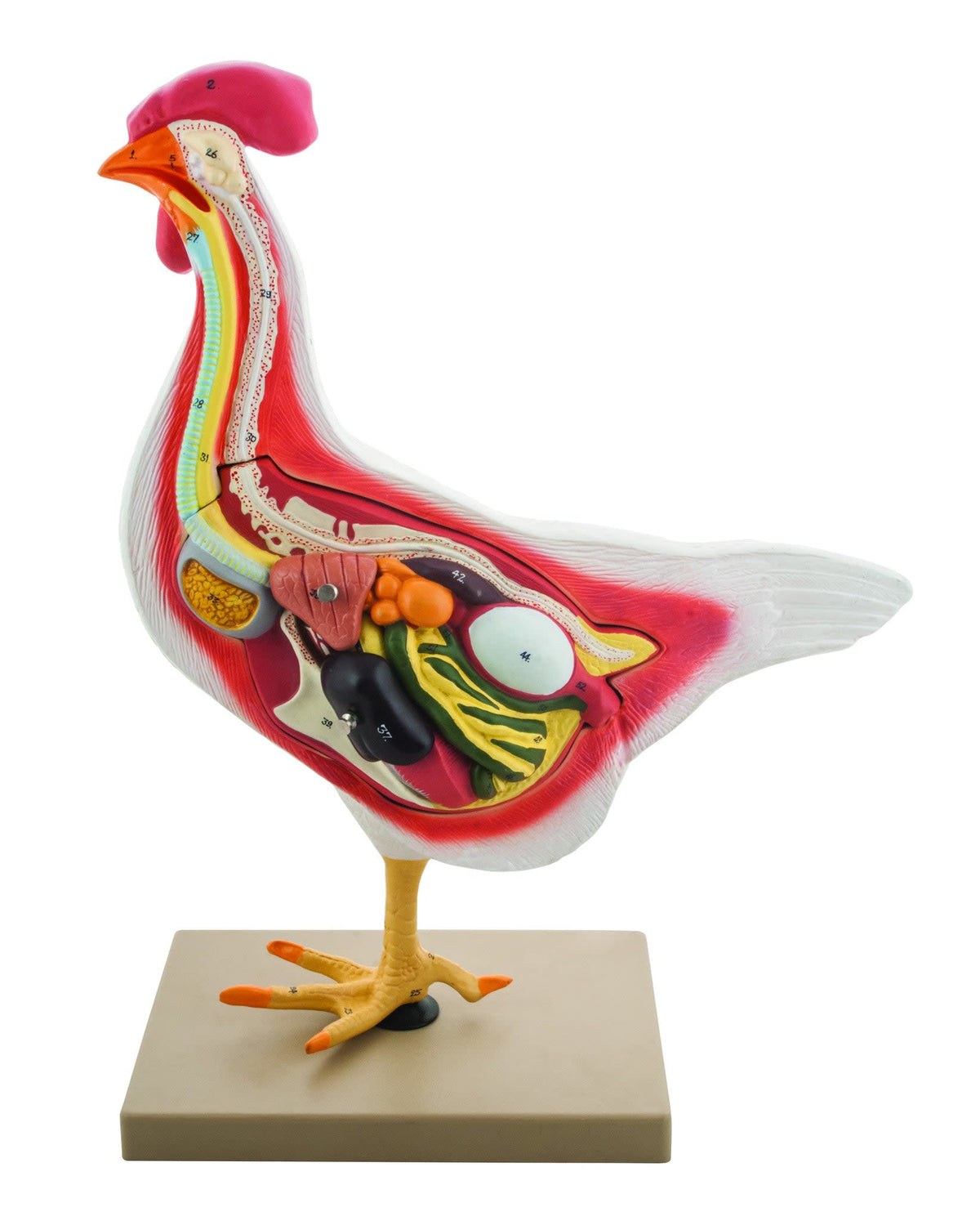 Model Hen