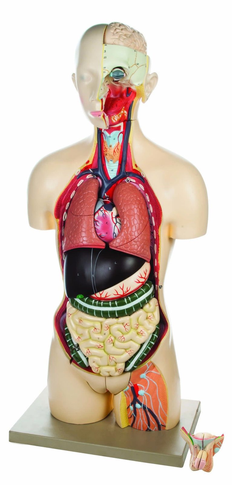 Model Torso without Open Back - 21 Parts