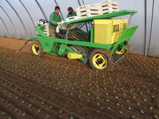 Vegetables transplanting Padova - Horticulture Technology