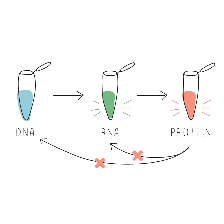 BioBits®: Central Dogma (classroom kit)