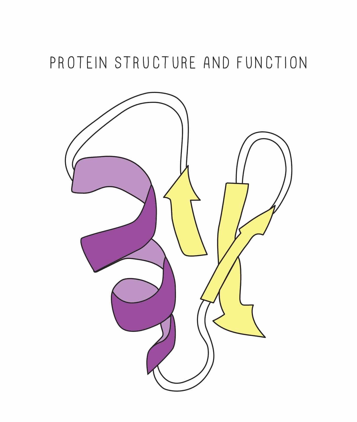 BioBits®: Protein Structure and Function