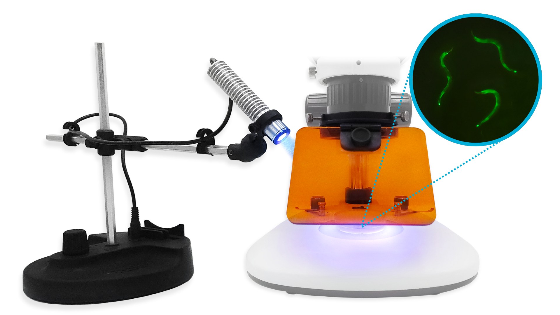 Bring fluorescence microscopy to your classrooms with the new budget-friendly BEAM module!