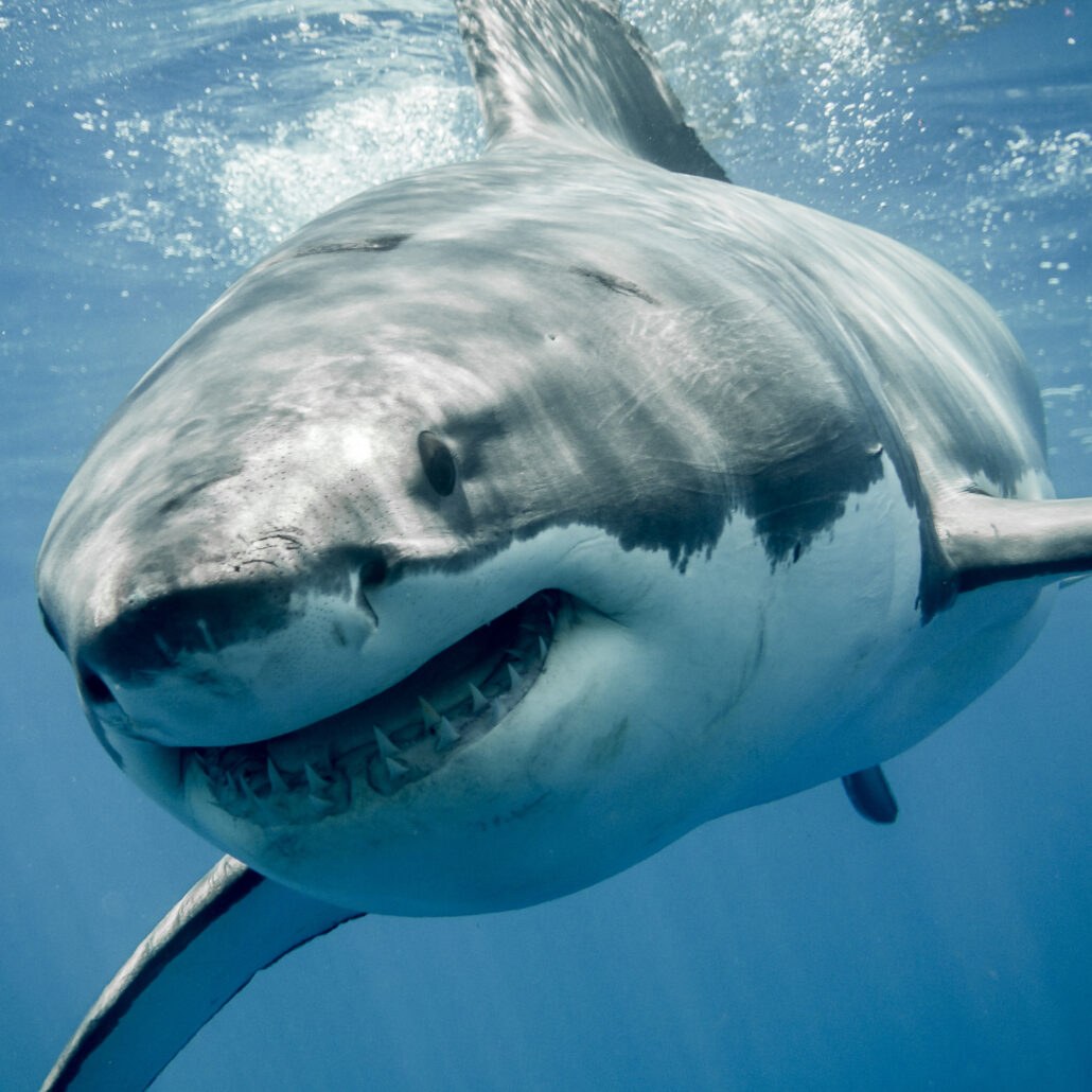 Shark Lab: Great White Migration