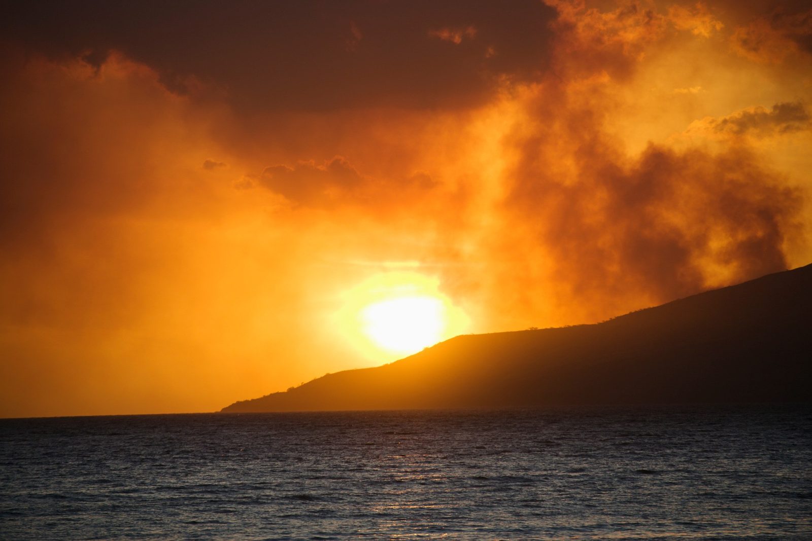 Restoring the Arborist Community in the Wake of Maui Wildfires